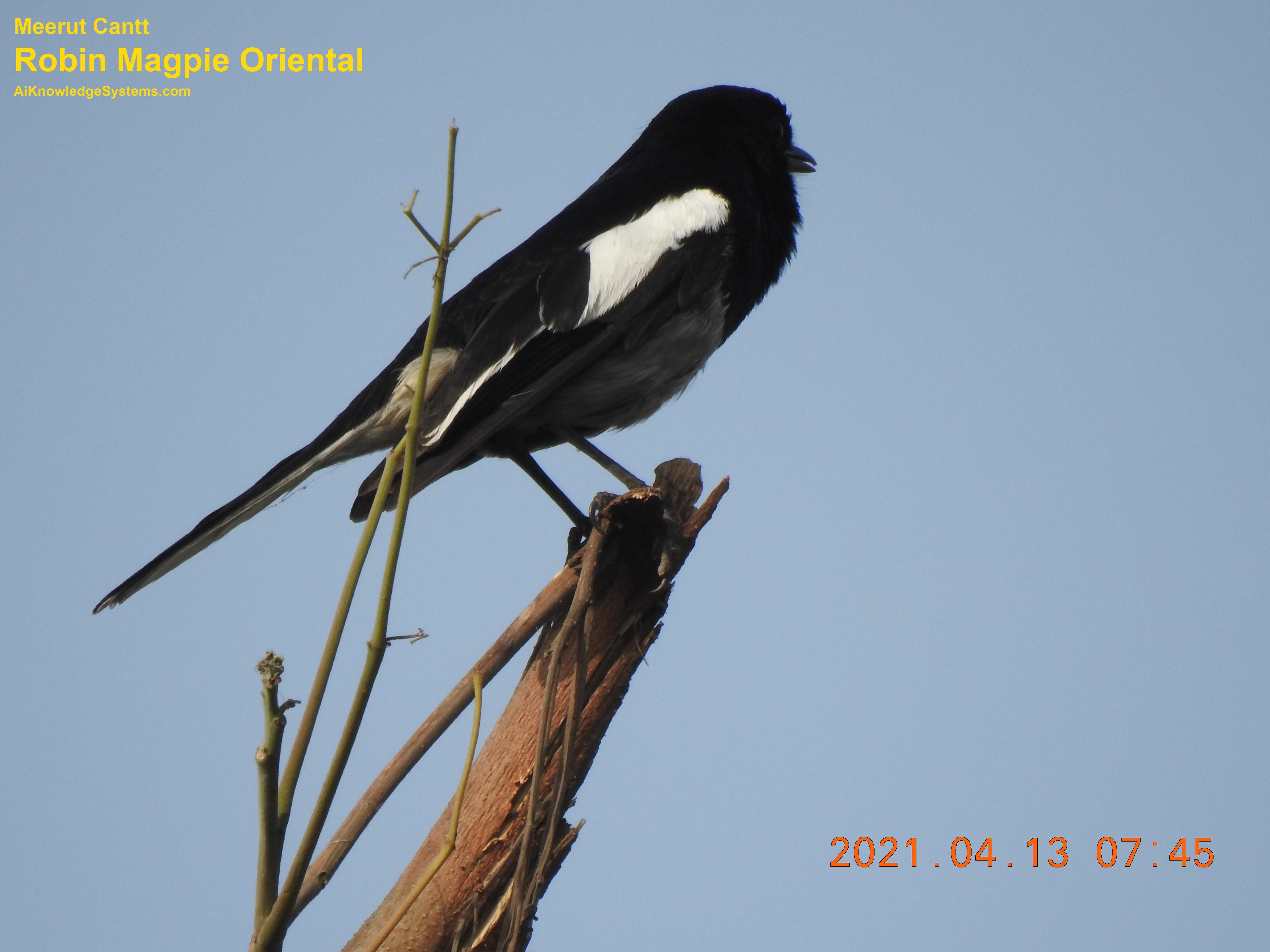 Magpie Robin (43) Coming Soon